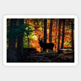 Bull elk silhouette in the autumn woods Sticker